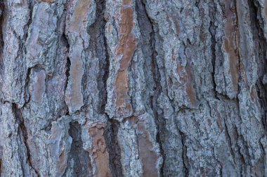 Yakın plan ağaç kabuğu. arkaplan ve doku.