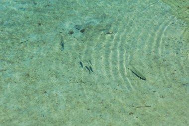Denizde yüzen küçük bir balık grubunun sualtı görüntüsü.