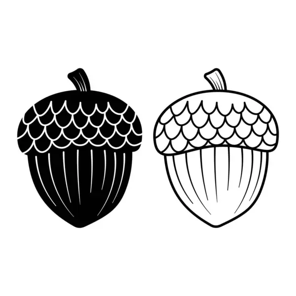 Meşe palamudu tasviri. Bu vektör illüstrasyonunda temiz ve çizilmiş bir palamut görülüyor. Meşe palamudu desenli bir başlık ve deniz tarağı tasarımı içerir..