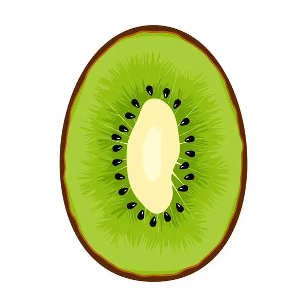 Dilimlenmiş Kivi Meyve Vektörü İllüstrasyonu. Kivi yeşili, meyvenin doğal dokusunu taklit eden parlak çizgiler içeren detaylar bakımından zengindir..
