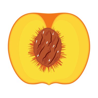 Şeftali Çapraz Bölümü ve Çukur Vektörü İllüstrasyonu. Şeftali kesitinin renkli vektör çizimi görünür bir çekirdek çukuru ile iç yapıyı gösteriyor.