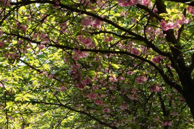 Spring Cherry blossom tree clipart