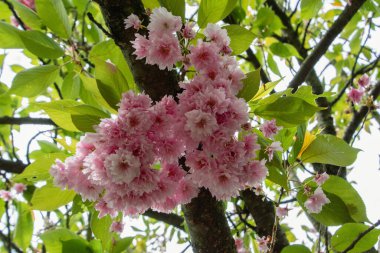 Bahar kiraz çiçeği sakura çiçeği