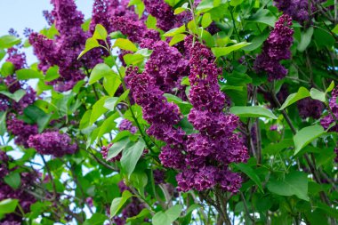 Bahçede çiçek açan leylak çiçekleri