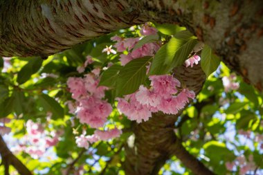 Bahar kiraz çiçeği sakura çiçeği