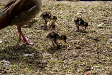 Bebek ördekler anneleri tarafından korunuyor. Londra, Regent 's Park' ta, bir yaz günü.