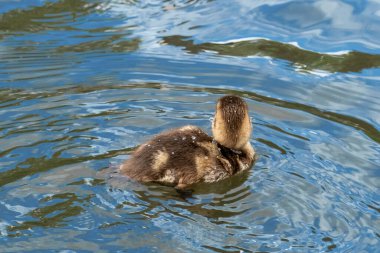 Yavru ördek bir yaz günü Londra, Regent 's Park' ta bir gölde yüzüyor.