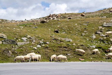 Güneşli bir yaz gününde Timmelsjoch 'un tepesinde taze yeşil çimlerle beslenen koyun sürüsü.