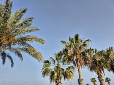 Fuerteventura adasında açık mavi bir gökyüzüne karşı yeşil, turuncu ve kahverengi palmiye ağaçları