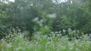 Kırsalda bulutlu bir sabah. Yaz mevsiminde yabani otlar. Arka plandaki ağaçlardan ön planda tomurcukları ve beyaz yaprakları olan tek bir çiçeğe kadar odaklanın. Bulanıklıktan odak noktasına geçiliyor