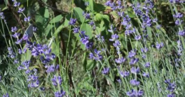 Mavi mor kelebek hareket eden lavanta çiçeğinin üzerine oturur ve kanatlarını çırpar. Lavandula, Lamiaceae ailesi. Sıradan lavanta. Mor lavanta yaprakları. Lavantanın yetiştiği yer. Hafif esinti çiçekleri hareket ettirir. 