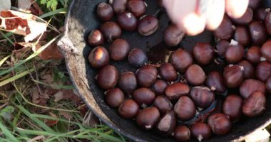 Kavrulmuş yenilebilir kestaneler, dökme demir tavada yakın plan. Eller kestane ağacının meyvesini soyarlar. Castanea sativa, Fagaceae ailesi. Sonbahar sezonunda doğada piknik yaparız. Aile gezisi, açık hava eğlencesi..
