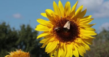Arı ve kelebek çiçek Helianthus 'ta nektar topluyor. Sarı taç yaprakları ve yenilebilir tohumları olan çiçek. Gökyüzü ve ağaçlar arka planda bulanıklaştı, çiçeklere odaklan. Yaygın ayçiçeği