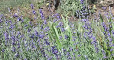 Lavandula, Lamiaceae ailesi. Bahçede yaygın lavanta. Mor lavanta yaprakları. Lavantanın yetiştiği yer. Hafif esinti çiçekleri hareket ettirir. Beyaz kelebekler uçar, lavanta çiçeklerine oturur, nektar toplar.