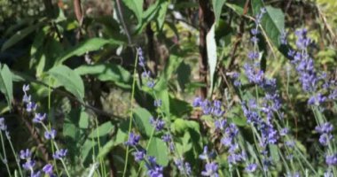 Lavandula, Lamiaceae ailesi. Sıradan lavanta. Mor lavanta yaprakları. Lavantanın yetiştiği yer. Rüzgar çiçekleri hareket ettirir. Kelebek lavantadan kaçar. Peyzaj videosu, kamera Çiçek açan çalılığa doğru hareket et