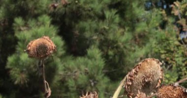  Kurumuş ayçiçekleri büyük bir çam ağacının altında yetişir. Odaklan, kamerayı indir. Kurumuş ayçiçeği başları kurumuş yapraklar ve tohumsuz yapraklarla kırsal alandaki kuşların verdiği hasardan dolayı.