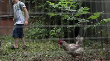 Beyaz tavuk kırsal alanda koşuyor, görüş açısı bulanık tel örgülerin arasından geçiyor. 7 yaşında bir çocuk ve büyükannesi kırsal kesimde bir çiftlik evinin yakınındalar. Kırsal yaşam