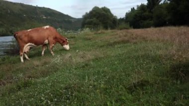 Büyük memeleri olan kırmızı ve beyaz inek nehir kıyısında yürüyor ve otluyor ve yaz otlaklarında otluyor. İnek Green Hill 'de göl kenarında otluyor. Sakin nehir manzarasında çiftlik hayvanı ineği