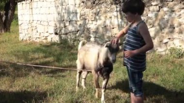 7 yaşında bir çocuk kırsalda küçük şirin bir keçiyi okşuyor. Yazın güneşli bir günde köyde keçi besleme ve gezdirme başı. Çiftlik hayvanları bebek hayvan çiftliği