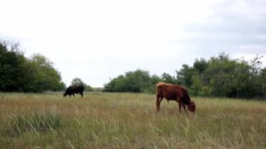 İnekler ilkbahar çayırlarında otlar, rüzgarda dalgalanan yeşil otlar ve karanın altında alçaktan uçan kuşlarla. Pan view bahar otlakları, çiftlik hayvanları ve otlarken yürüyen kırmızı buzağı. Kırsal yaşam