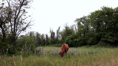Kırmızı inek yeşil çimlerle ve çiçek açan kır çiçekleriyle ilkbahar çayırlarında otlar. İnekler böceklerden korunmak için kuyruklarını sallıyor. Arka planda otlayan inek ve yeşil ağaçlarla Pan view bahar otlağı