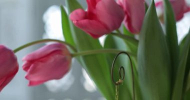 Bahar durgun hayat, pembe laleli vazo, asılı duran porselen melek, mum tutacağında yanan mum. Sevgililer Günü ve Paskalya süsü. Mumlara odaklan, kamera aşağı in.