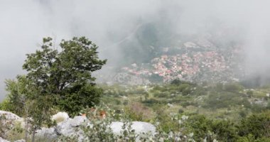 Karadağ 'ın dağlık tepesinde panoramik manzaralı sis Kotor Körfezi' nde gezen meraklı av köpeği. Av köpeği doğayı gözlemler. Köpekle yürüyüşe çıkmak. Manzara dağları Dinaric Alps, Karadağ
