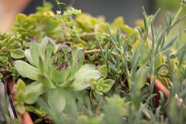 Çeşitli sulu bitkiler, doğal ışık altında zengin yeşil renkler ve eşsiz şekiller sergileyerek bir saksıda gelişir. Dokuların etkileşimi bahçe düzenine ilgi katıyor.