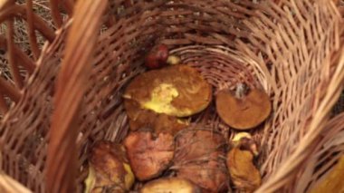 Hasır sepetlerde organik yağlı mantarlar. Taze mantar avı mevsimi vurgunu. Örülmüş sepetleri karıştıran yabani mantarlar. Çiğ vejetaryen mantarları