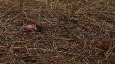 Kozalaklı ağaçlarda kuru çam iğneleri altında yerde yabani mantar toplayan biri. El, kozalaklı iğneleri yağlı mantarlardan ayırır ve ormanda bıçak kullanmadan toplar. Mantar avında eko yol