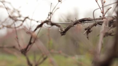 Asma üzümlü taze tomurcuklar, ahşap asma dalına odaklanma. Vine, Vitis cinsi, Vitaceae ailesi. Sarmaşık desteği yakın plan. Üzüm yetiştir, tarım yap, hayvancılık yap. Bahar üzüm bağı manzarası