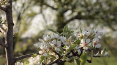 Beyaz taç yapraklı kiraz ağacı fidanı. Gerçek kiraz, prunus cerasus, aile rosaceae. Çiçekler ve yeşil yapraklar dallarda rüzgarla savruluyor. Bahar doğal arka plan
