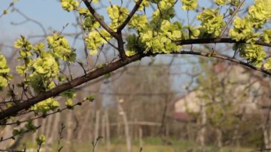 Bahar bahçesinde çiçek açan karaağaç yaprakları. Ulmus minör samarae çiçekleri, seçici odaklanma. Karaağaç 'ın rüzgârlı dalları ilkbaharın başlarında çiçek açıyor. İlkbaharda kırsal alanda bahçıvanlık