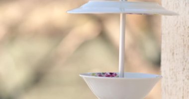 Charming bird feeder made from old plates for attracting various birds. Eurasian blue tit peck food from DIY bird feeder hanging on wall. Bird titmouse eat food. Small bird pick grain and fly away
