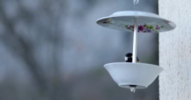Charming bird feeder made from porcelain plates for feeding birds in winter. Eurasian blue tit peck food from DIY bird feeder hanging on wall. Bird titmouse eat food. Small bird pick seed and fly away
