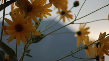 Kudüs enginar çiçekleri ayrıca Topinambur, Helianthus tüberosus, güneş kökü, güneş boğması, yabani ayçiçeği olarak da adlandırılır. Sarı çiçekler bulanık arka planda esintiyle sallanıyor. Sığ alan derinliği