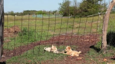 Evin avlusunda yerde yatan yavrulardan biri tel örgülerden geçiyor. Açık hava, kırsal alan, kırsal doğa, güneşli bir günde dışarı çıkan köpekler. Evcil hayvanlara göz kulak ol..