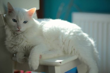 Mavi gözlü beyaz tüylü angora kedisi sandalyeye uzanıp kameraya bakıyor. Evdeki tüylü kedinin samimi portresi. Evcil hayvanın dikkatsiz hayatı