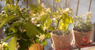 Çiçek saksıları, parlak bir balkon ortamında açan limon ağacı çiçeklerini sergiliyor. Su damlacıkları güneş ışığında parlayarak taze kokular ve canlı yeşilliklerle dolu sakin bir atmosfer yaratırlar..