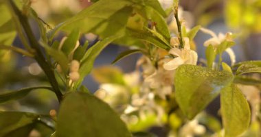 Bir limon ağacı canlı beyaz çiçekler açar, sıcak bir günde çiçeklerin arasında kanat çırpan meşgul arıları kendine çeker. Doğa bu huzurlu bahçede gelişiyor..