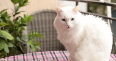 Beyaz kedi dışarıda rahat bir şekilde oturuyor, balkonda sıcak güneş ışığının tadını çıkarıyor. Çevredeki bitkiler huzur ortamlarına yeşillik katıyor. Kedi dışarıyı izlerken meraklı ve neşeli görünür..