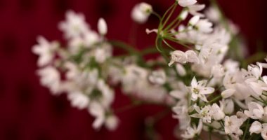 Narin beyaz bahar çiçekleri, yeni başlangıçların ve mevsimsel değişimlerin özünü yakalayan sıcak bir zemine açılır. Arılar yakınlarda çırpınır, yemyeşil bahçe atmosferini zenginleştirir..
