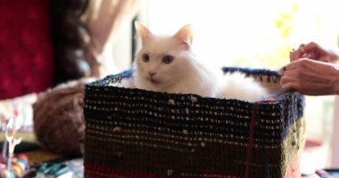 Beyaz kedi rahat bir sepetin içinde rahatlarken eller ustalıkla tığ işi kıvrak iplikleri güzel desenlere dönüştürüyor. Bu büyüleyici an, oyuncu yaratıcılığı ve kedi arkadaşlığını yakalıyor..