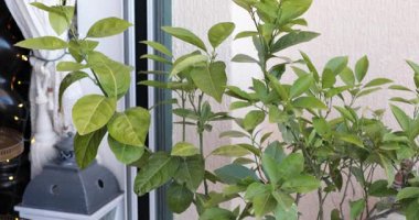 Balkon dönüşümü verimli yeşillik ve canlı bitkiler gösteriyor. Gündüz vakti kentsel bir ortamda davetkar bir atmosfer yaratmak için düzenlendi..