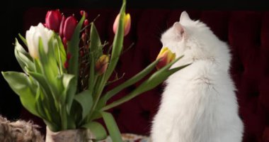 Beyaz kedi renkli bahar çiçeklerinin yanında zarif bir şekilde oturur. Merakını ve çekiciliğini sergiler. Güzel laleler sahnenin etrafını sarar, dinlenmek için mükemmel sakin bir atmosfer yaratır..