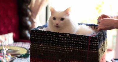 Beyaz kedi konforlu bir oturma odasındaki renkli bir tığ işi kutusunun içine rahatça yerleşmiş. Güneş ışığı pencerelerden süzülerek sıcak bir atmosfer yaratır. Sahibi nazikçe kutuyu ayarlar.