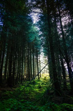 Öğleden sonra geç saatlerde İskoçya, Stirlingshire 'daki Carron Valley barajındaki ormanın İskoç çam ağaçlarından süzülen güneş ışığı soğuk ve gizemli bir hava yaratıyor.