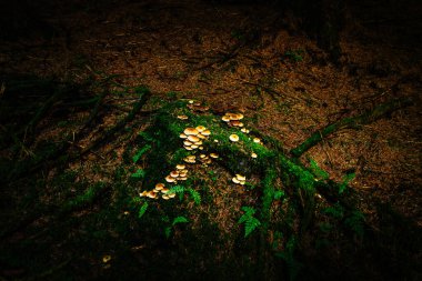 Sunlight falls on a patch of Common Stump Brittlestem - Psathyrella piluliformis mushrooms, in a dark and moody forest floor in the Carron Valley reservoir in Stirlingshire, Scotland clipart