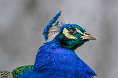 Hintli erkek bir Peacock 'un yakın çekimi - genellikle' Tavuskuşu 'olarak bilinir, güzel mavi ve yeşil yanardöner renkleri uzaktan ve yakından gösterir.