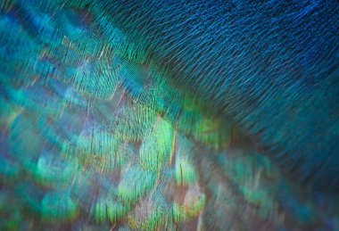 Hintli erkek bir Peacock 'un yakın çekimi - genellikle' Tavuskuşu 'olarak bilinir, güzel mavi ve yeşil yanardöner renkleri uzaktan ve yakından gösterir.